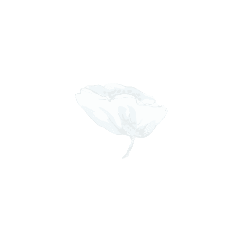 single-flower v2